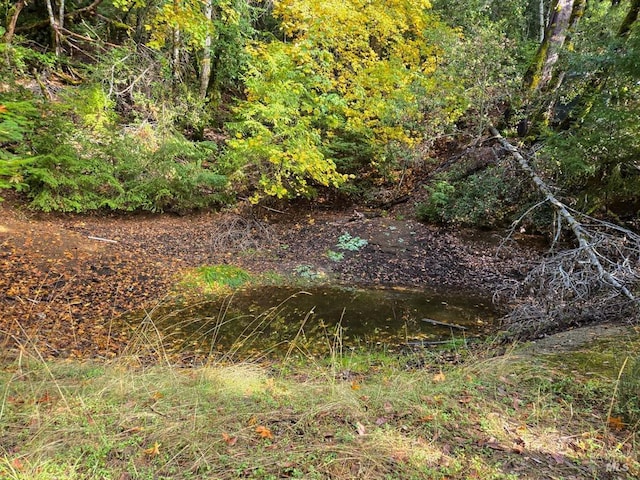 view of local wilderness featuring a wooded view