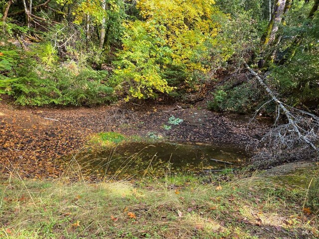 29500 Timberline Rd, Willits, CA 95490 - view of tree filled area