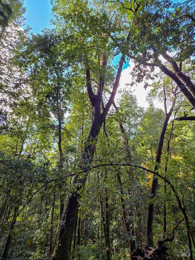 29500 Timberline Rd, Willits, CA 95490 - view of wooded area