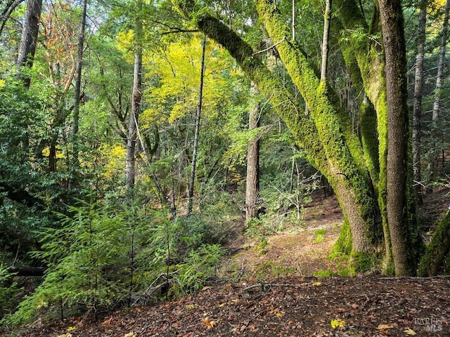 29500 Timberline Rd, Willits, CA 95490 - view of woods
