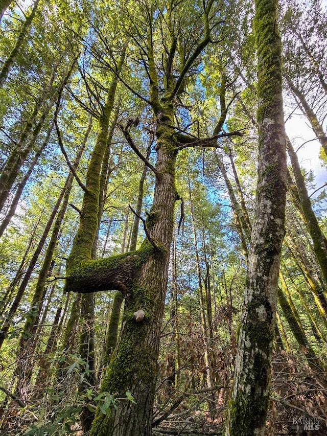 29500 Timberline Rd, Willits, CA 95490 - view of undeveloped land