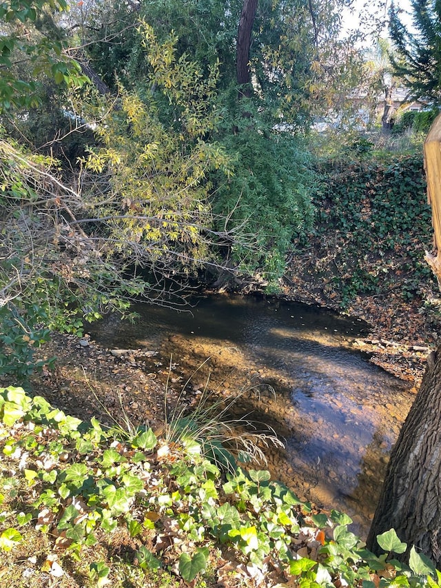 view of local wilderness