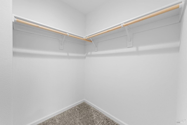 walk in closet featuring carpet