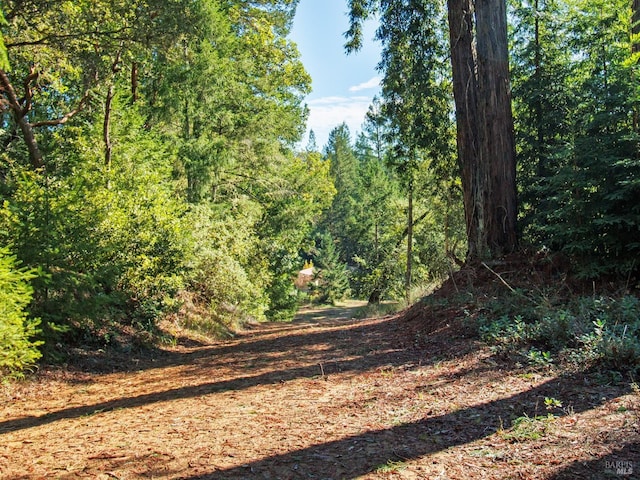 view of local wilderness