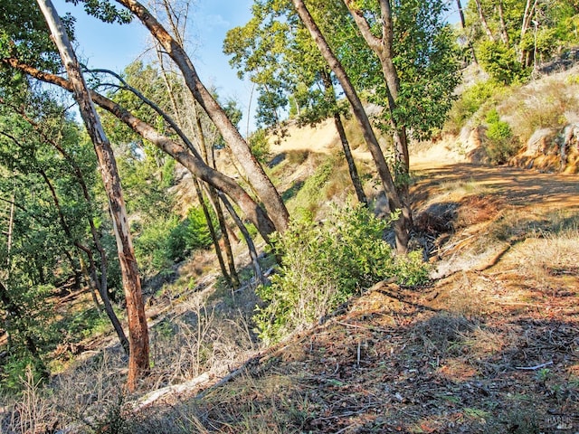 view of local wilderness