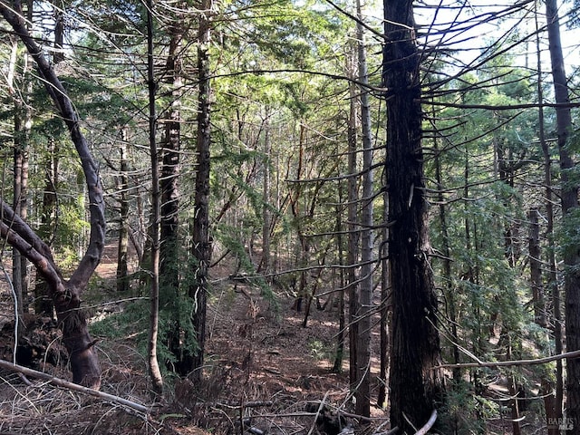 34620 Eureka Hill Rd, Point Arena, CA 95468 - view of tree filled area