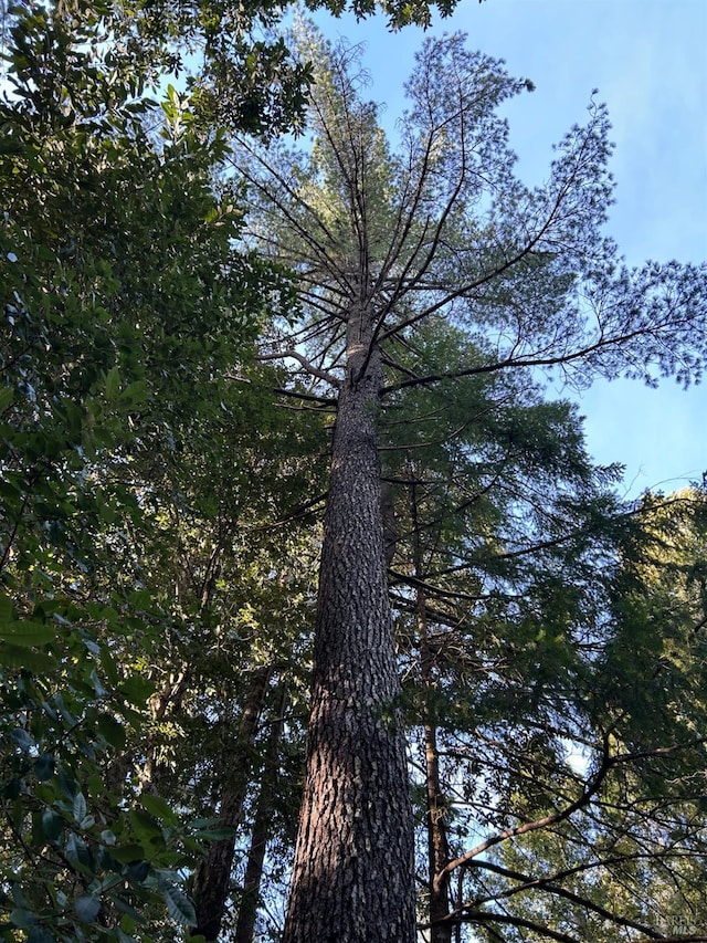 view of local wilderness