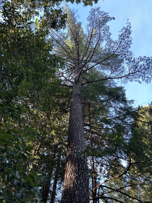 34620 Eureka Hill Rd, Point Arena, CA 95468 - view of local wilderness