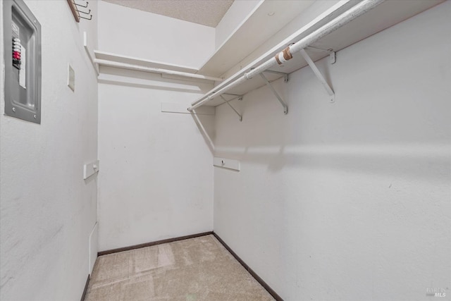 spacious closet featuring carpet flooring