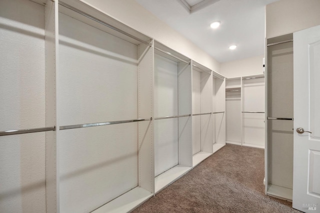 walk in closet with carpet flooring