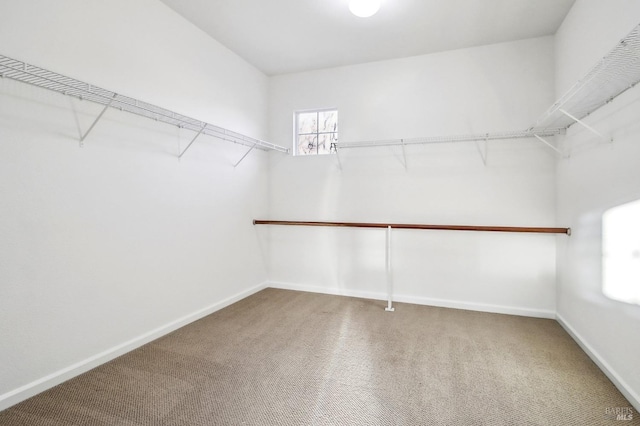 spacious closet featuring carpet flooring