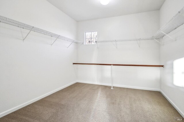 empty room featuring baseboards, carpet floors, and a wealth of natural light