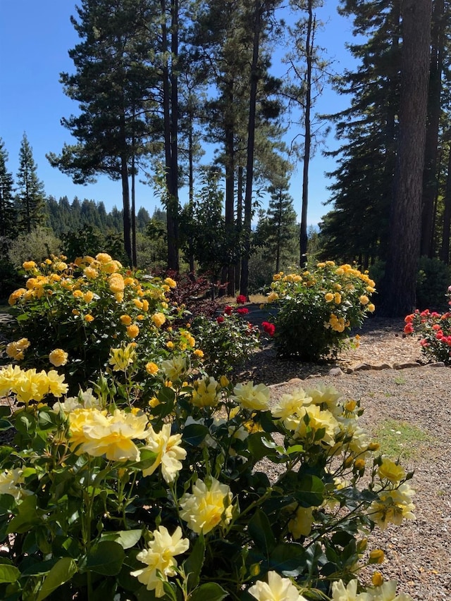 40695 Roseman Creek Rd, Gualala, CA 95445 - view of yard
