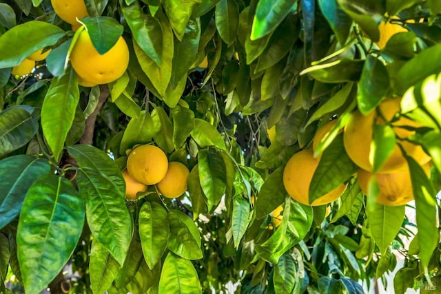 view of details
