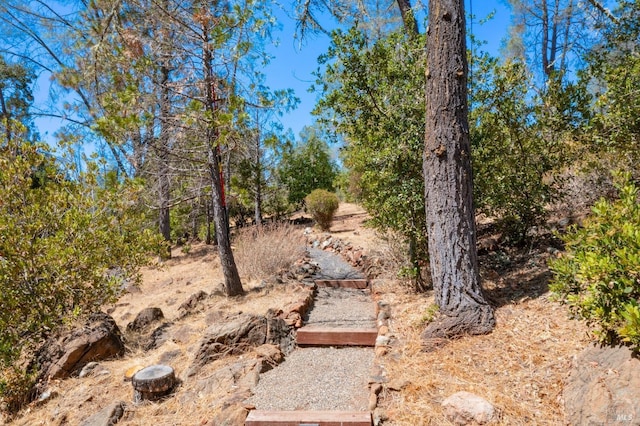 view of local wilderness