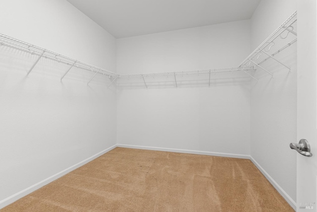 spacious closet with carpet flooring