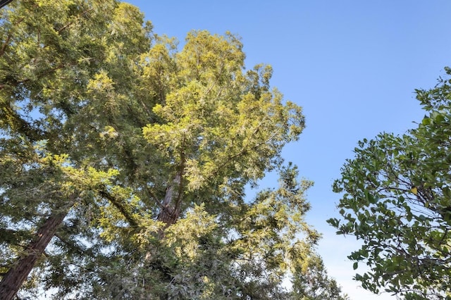 view of local wilderness