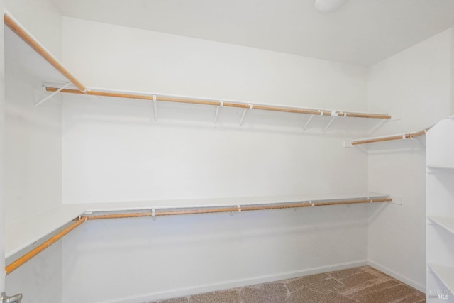 walk in closet featuring carpet flooring