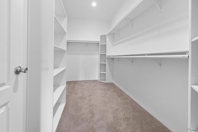 walk in closet featuring carpet flooring