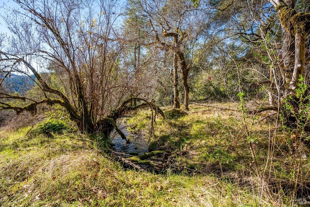 view of local wilderness