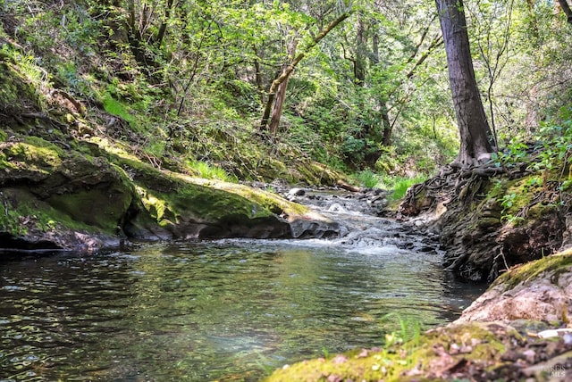 view of local wilderness