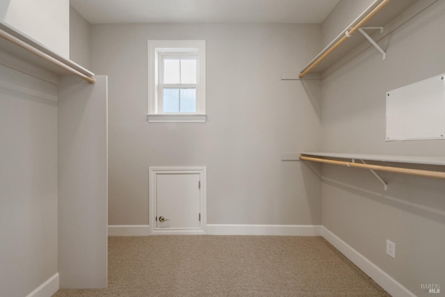 spacious closet featuring carpet