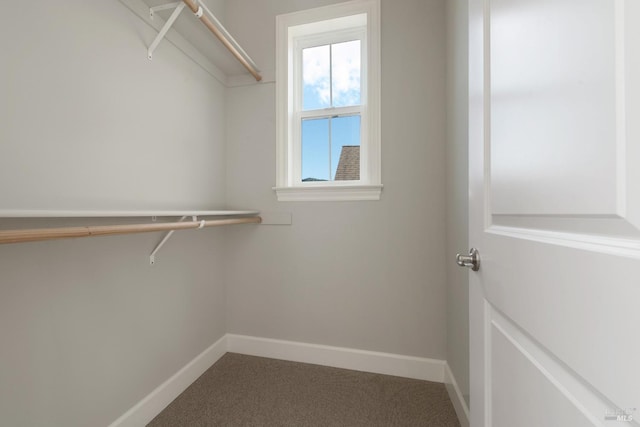 walk in closet with carpet flooring