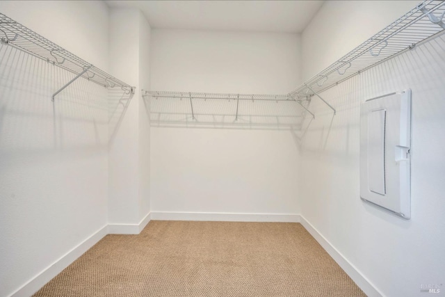 spacious closet featuring carpet flooring