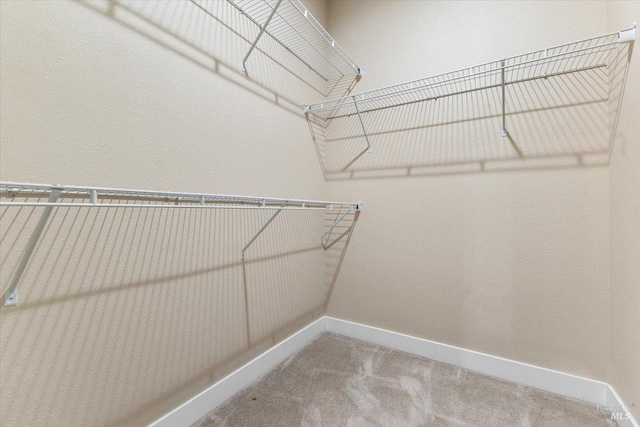 spacious closet featuring carpet