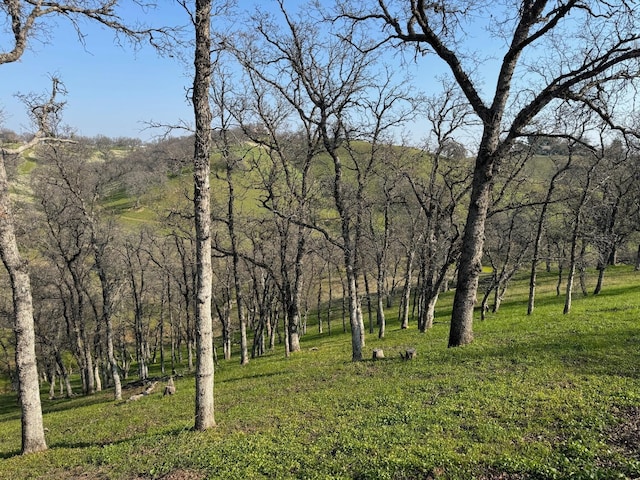 view of local wilderness featuring a view of trees