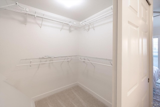 walk in closet with carpet flooring