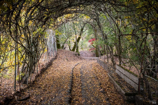 view of local wilderness