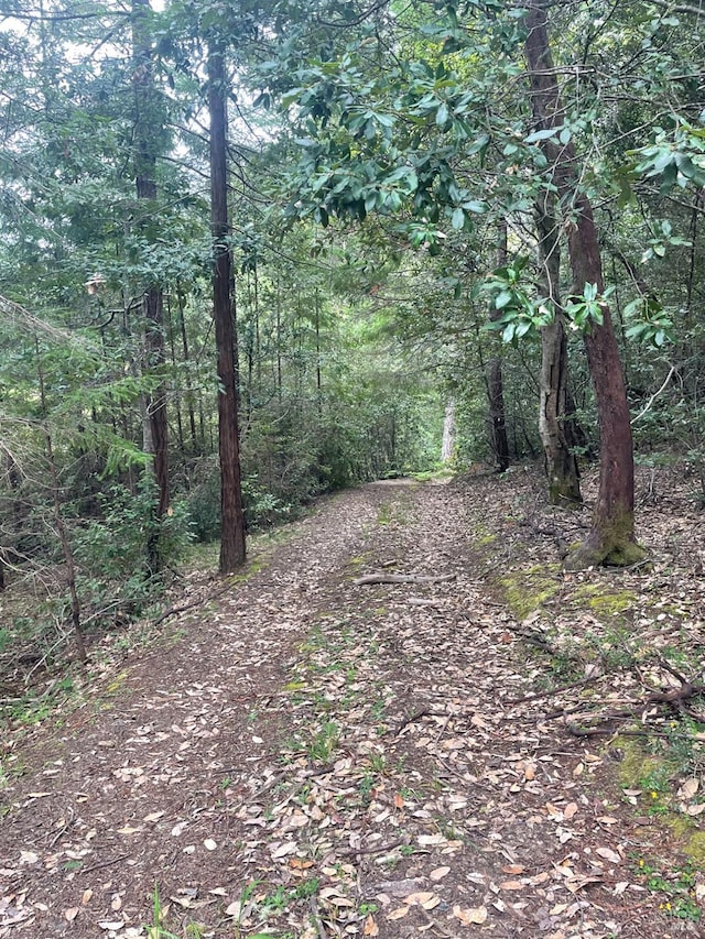 view of local wilderness featuring a forest view