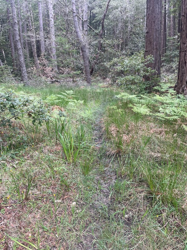 view of local wilderness with a wooded view