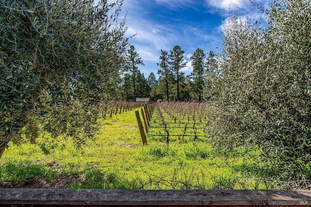 1077 Valley View St, Saint Helena, CA 94574 - view of yard