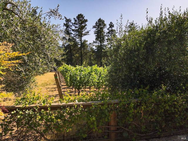 1077 Valley View St, Saint Helena, CA 94574 - view of yard