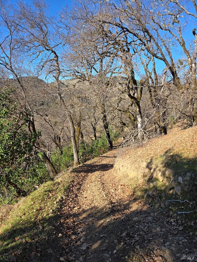 view of local wilderness