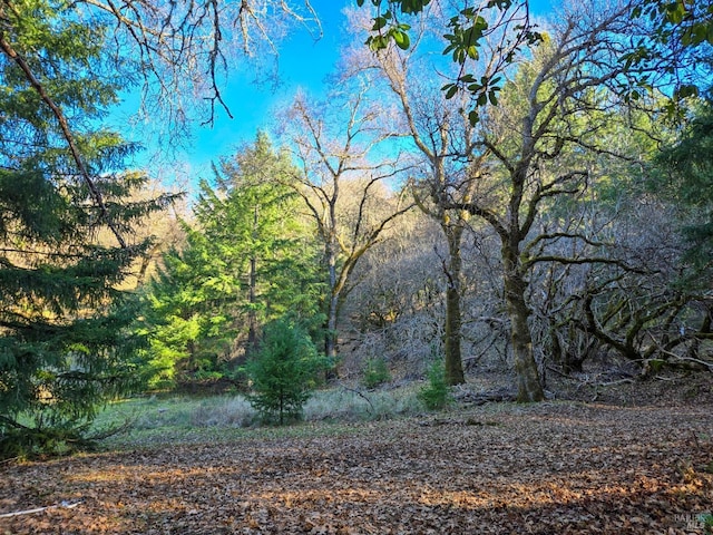 view of local wilderness