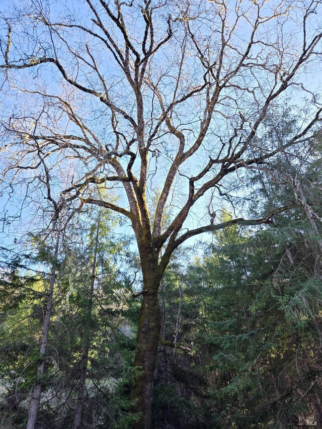 14950 Ridgeview Rd, Willits, CA 95490 - view of yard