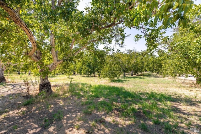 9211 Boyce Rd, Winters, CA 95694 - view of yard