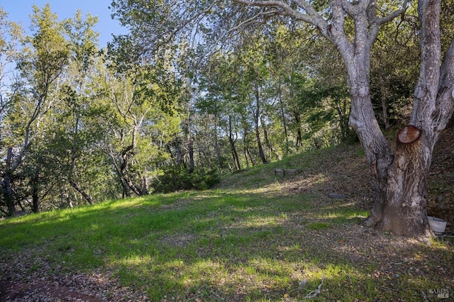 view of local wilderness