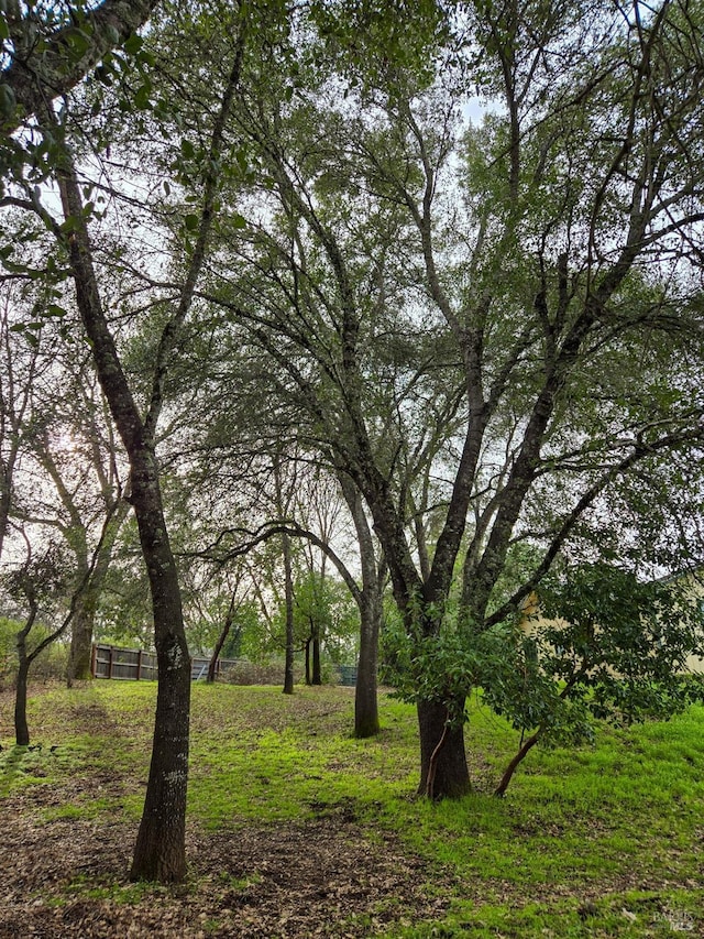 view of local wilderness