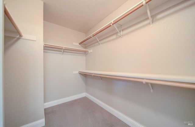 walk in closet featuring carpet flooring