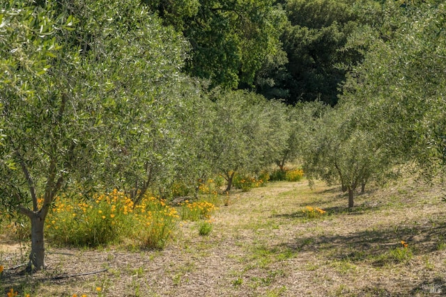 view of local wilderness with a view of trees