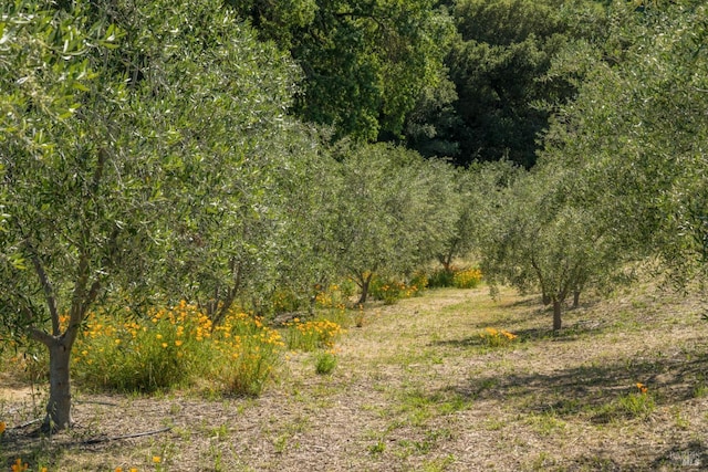 view of local wilderness
