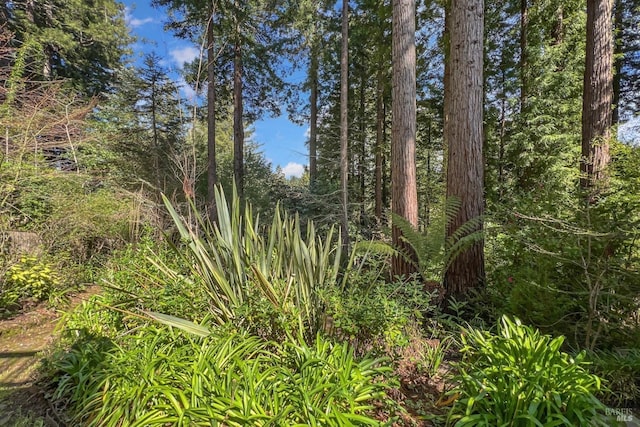 view of local wilderness