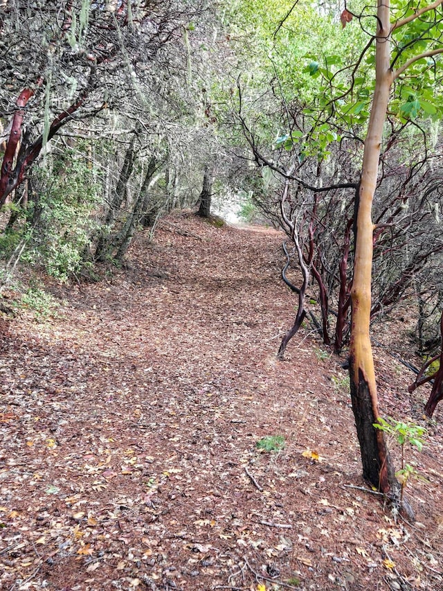 view of local wilderness