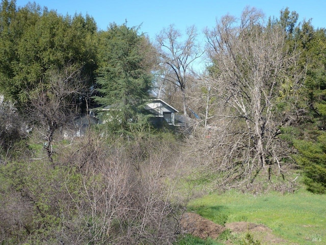 view of local wilderness