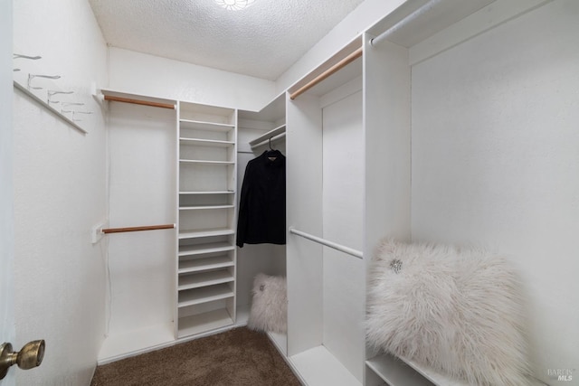 walk in closet featuring carpet flooring