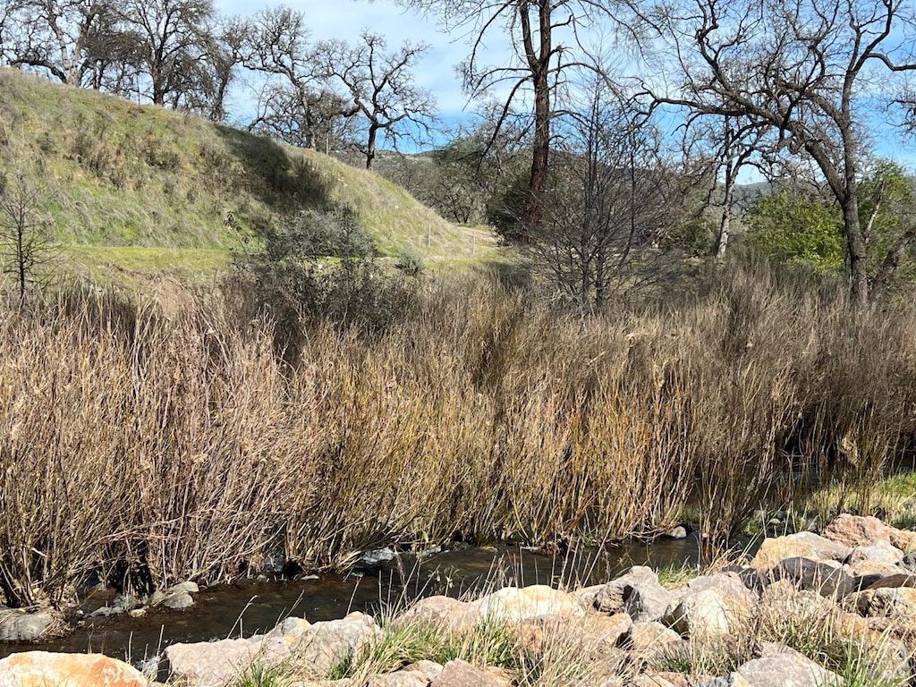 view of local wilderness